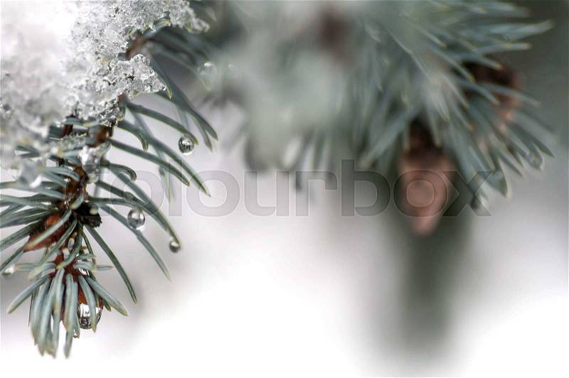 Water droplets on the needles of the blue spruce, stock photo
