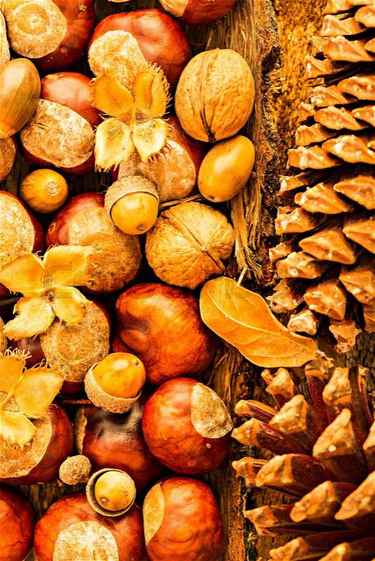 Decorative autumn border with nuts, stock photo