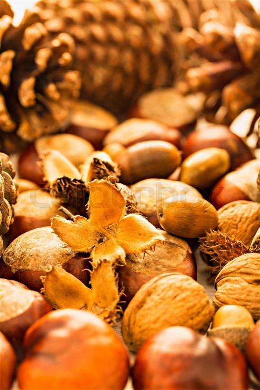 Decorative autumn border with nuts, stock photo