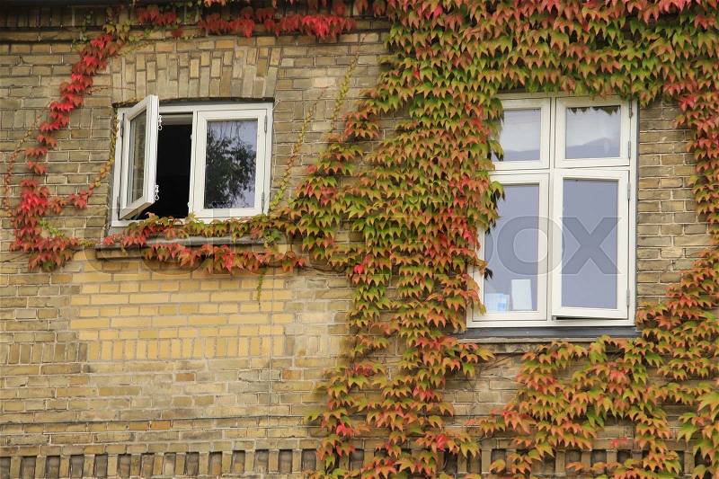 A open and a closed window and blooming ivy against the wall of one of the houses in the residential area in the city Roskilde in Denmark in the summer, stock photo