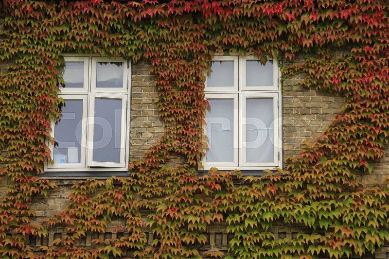 Windows and blooming ivy against the wall of one of the houses in the residential area in the city Roskilde in Denmark in the summer, stock photo