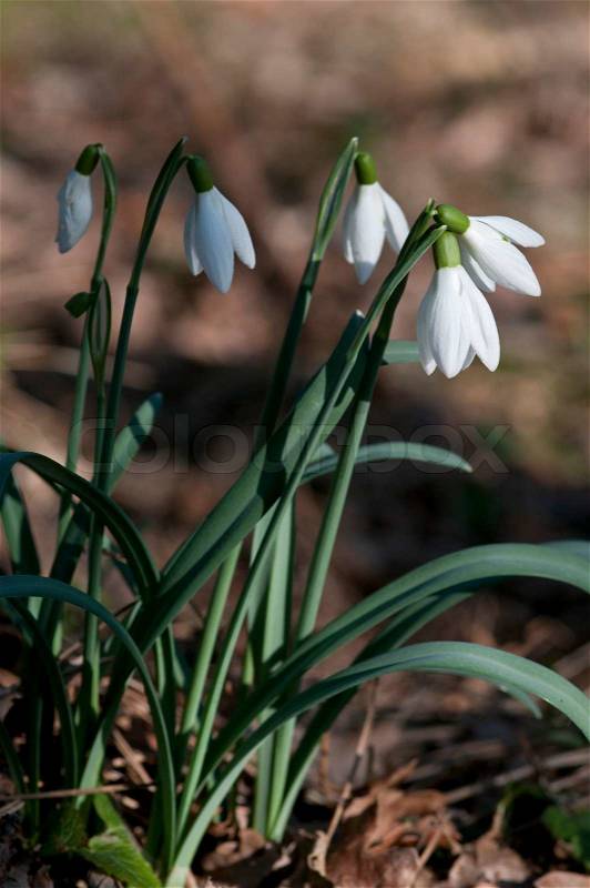 Start of spring with growing galanthus, stock photo