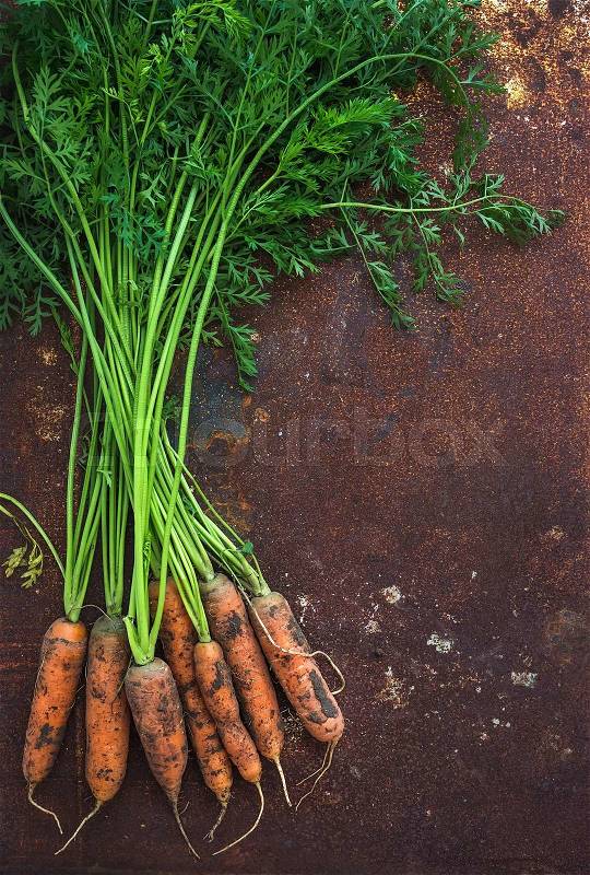 Bunch of fresh garden carrots over grunge rusty metal backdrop, top view, copy space, stock photo