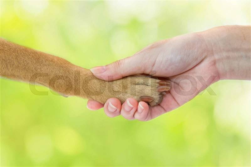 Friendship between human and dog - shaking hand and paw, stock photo