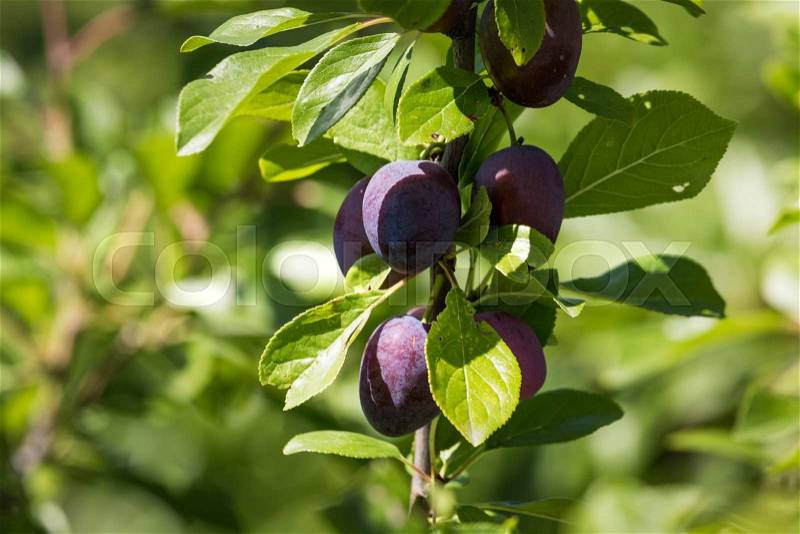 Group of purple plums get ripe on it\'s tree branch, stock photo