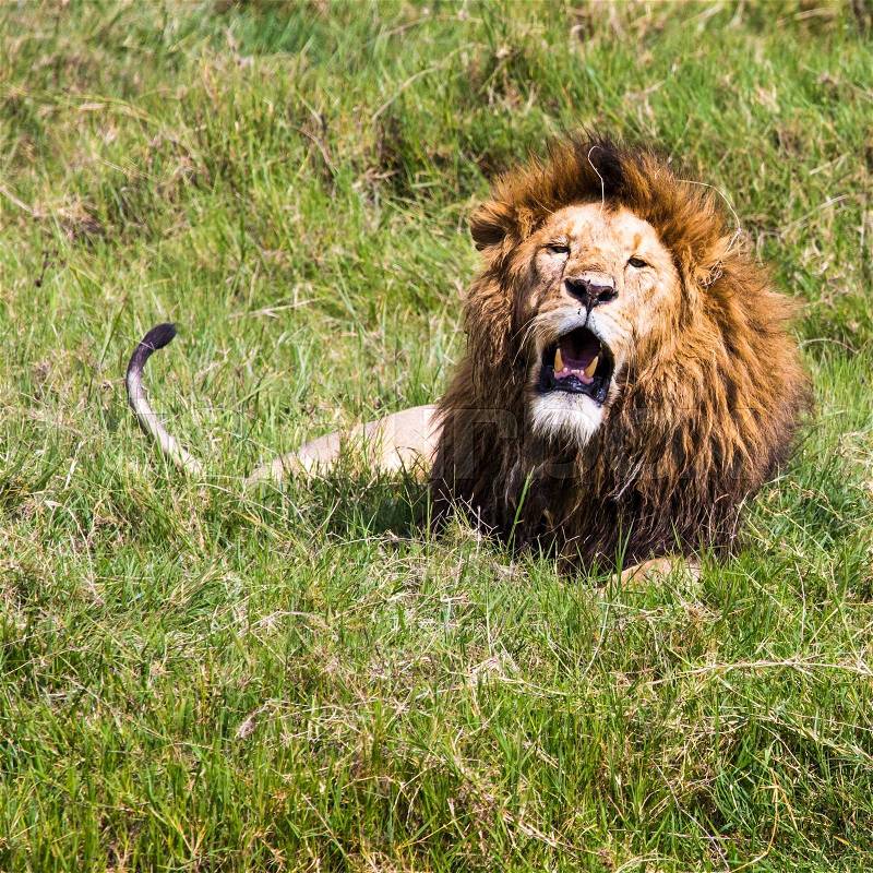 Big Lion showing his dangerous teeth in Masai Mara, Kenya, stock photo
