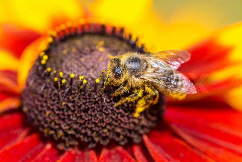 Close-up photo of a Western Honey Bee gathering nectar and spreading pollen on a young Autumn Sun Coneflower (Rudbeckia nitida). , stock photo