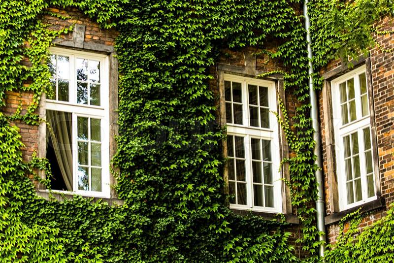 Window covered with green ivy , stock photo
