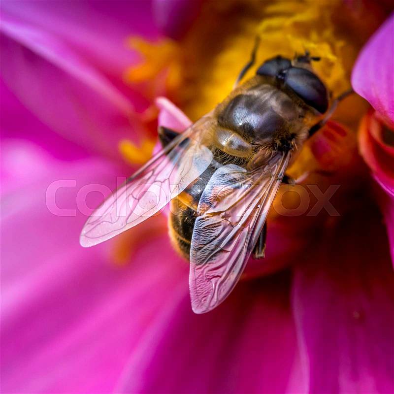 Close-up photo of a Western Honey Bee gathering nectar and spreading pollen, stock photo