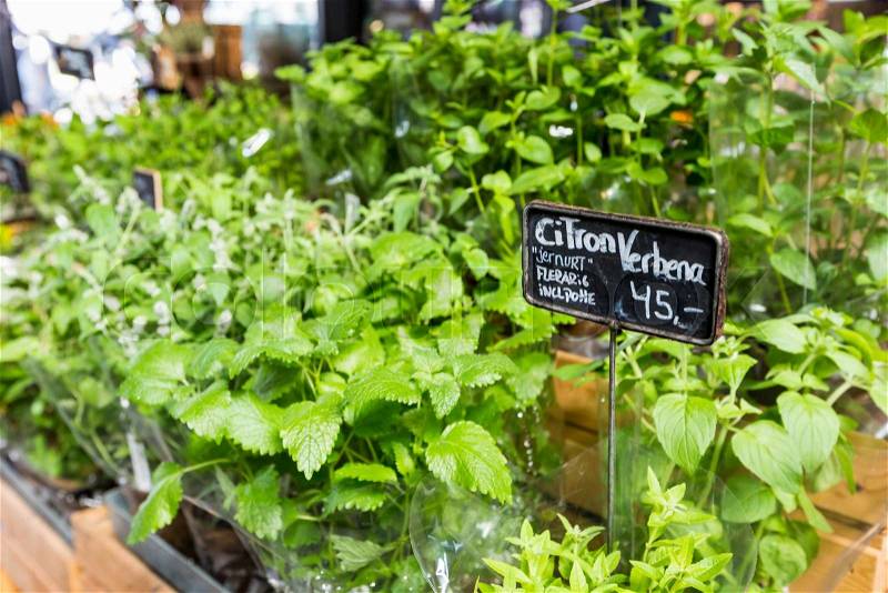 Different fresh green herbs on market outdoor summer in Copenhagen, Denmark, stock photo
