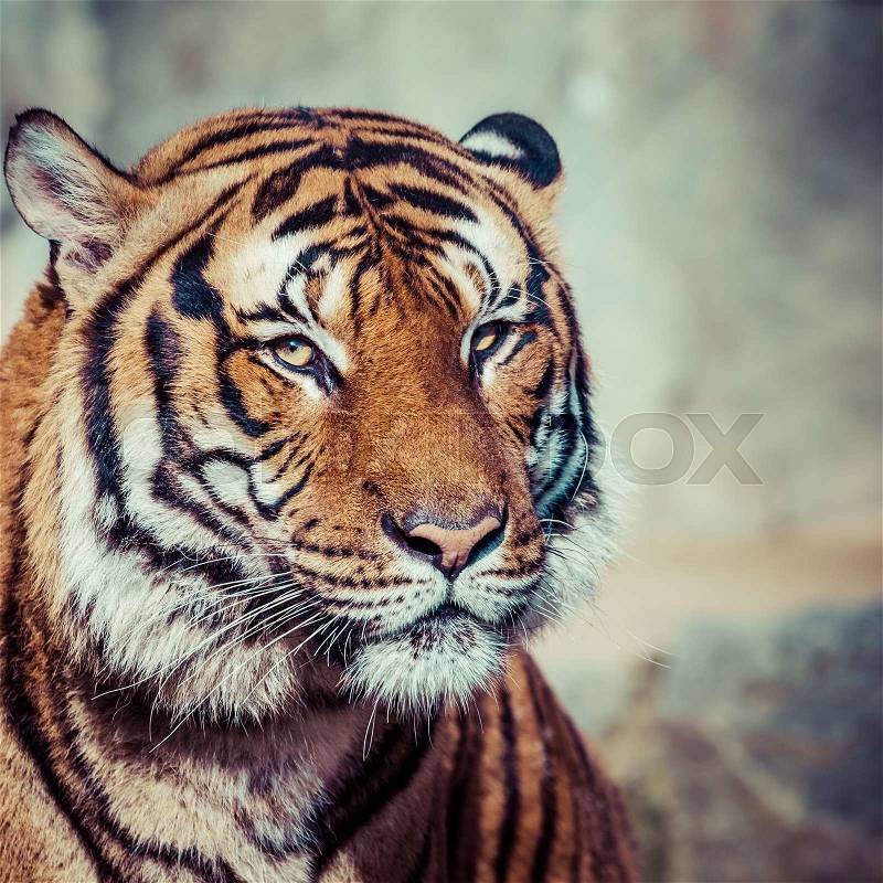 Close-up of a Tigers face. , stock photo