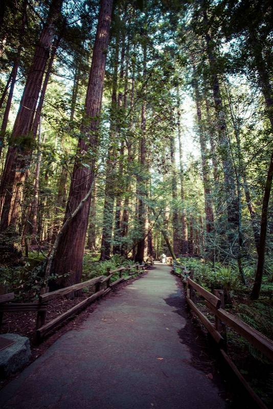Redwood national park, pathway through the redwoods giants , stock photo
