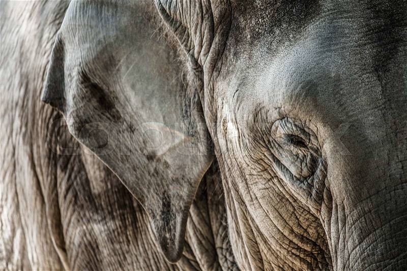 Elephant close up seeing skin texture and spots , stock photo