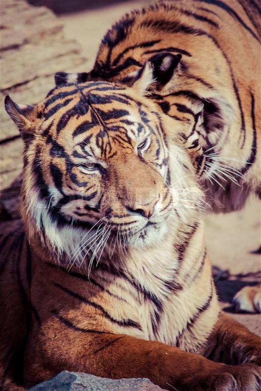 Tiger Close Up Portrait, stock photo