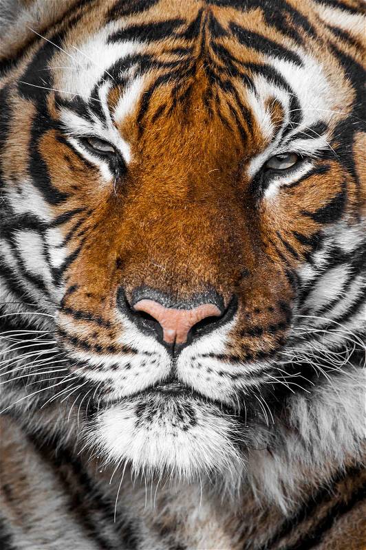 Close-up of a Tigers face, stock photo