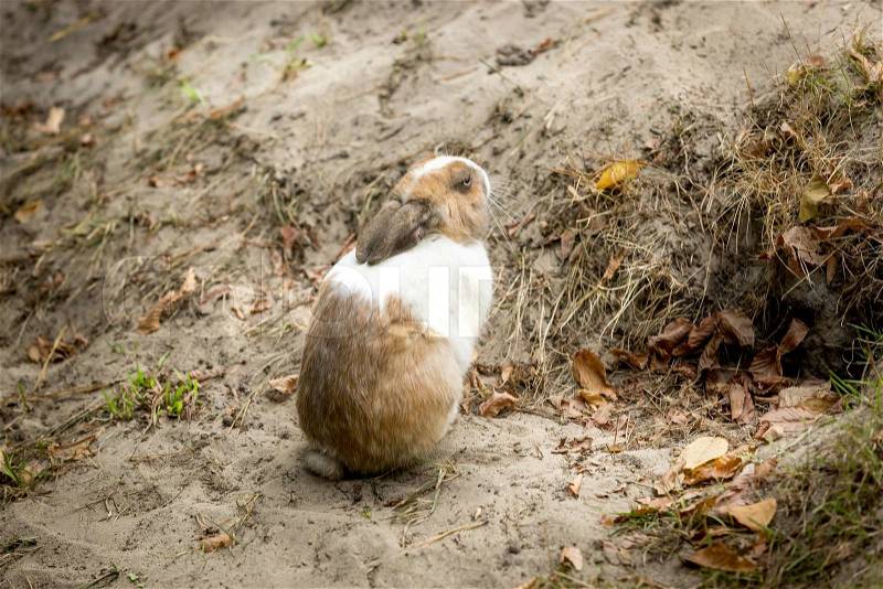 Cute little rabbit sitting next to hole in ground, stock photo