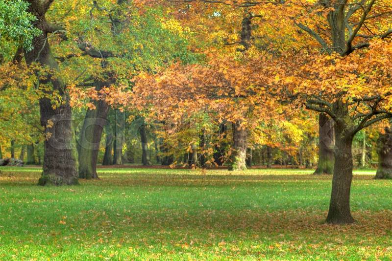 Stock image of \'nature, forest, lawn\'