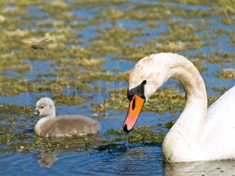 Little swan with parent swimming at the water with ooze, stock photo