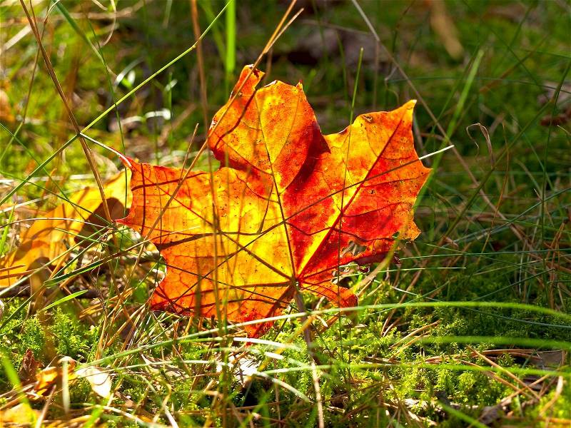 Autumn red maple leaf at the green grass, stock photo