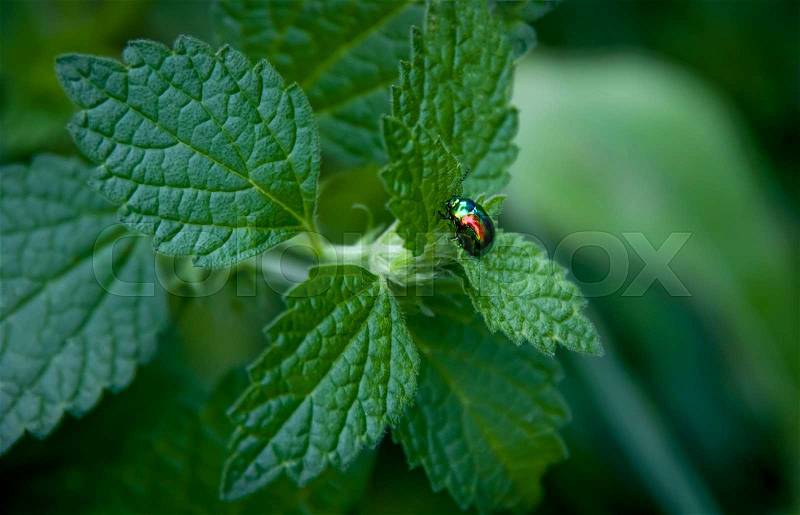 Beautiful green beetle on a green bush, stock photo