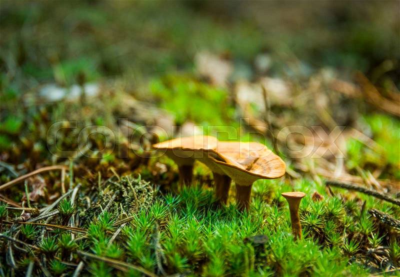 Yellow mushrooms in a pine forest on the moss vsolnichnuyu weather, stock photo