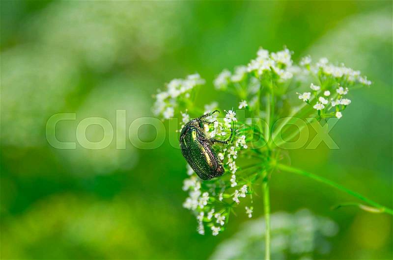 Green beetle on a flower summer of Sunny day, stock photo