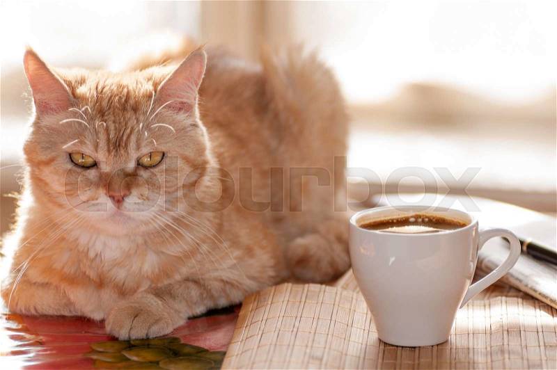 Red cat lies on the table next to the Cup of coffee,pen and newspaper against the window in the morning, stock photo