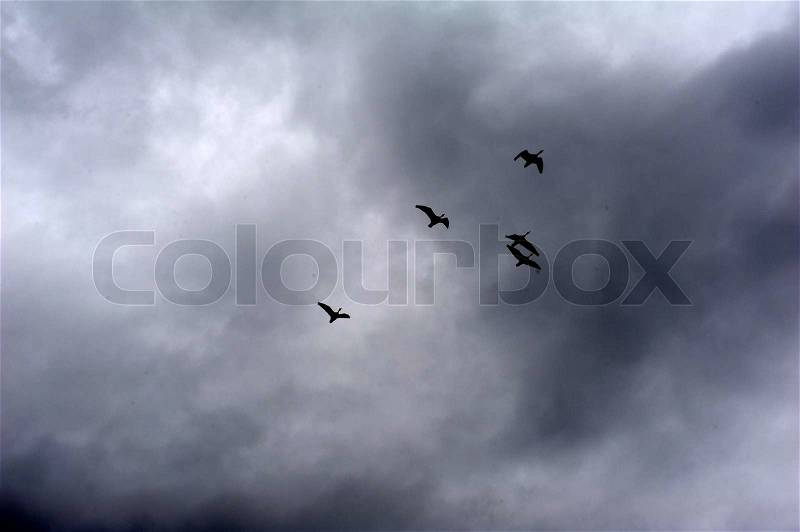 Birds in the sky flying storm clouds, stock photo