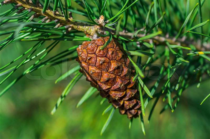 Beautiful growing pine cone on a branch close, stock photo