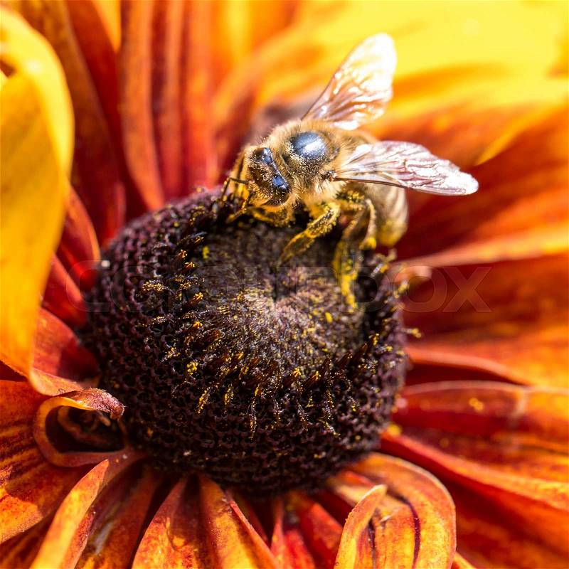 Close-up photo of a Western Honey Bee gathering nectar and spreading pollen on a young Autumn Sun Coneflower (Rudbeckia nitida). , stock photo