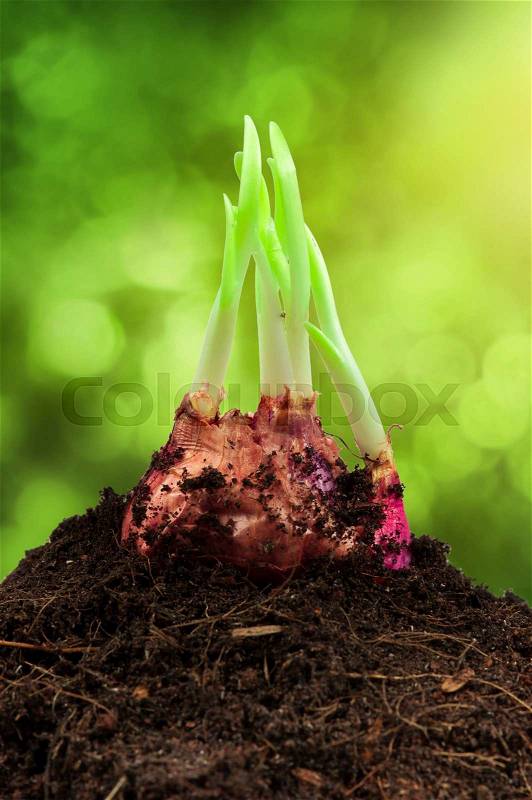 Spring onions in soil,sunny trees background, stock photo