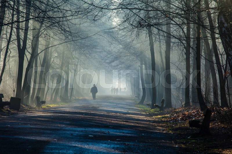 Road and sunbeams in strong fog in the forest, Poland. , stock photo