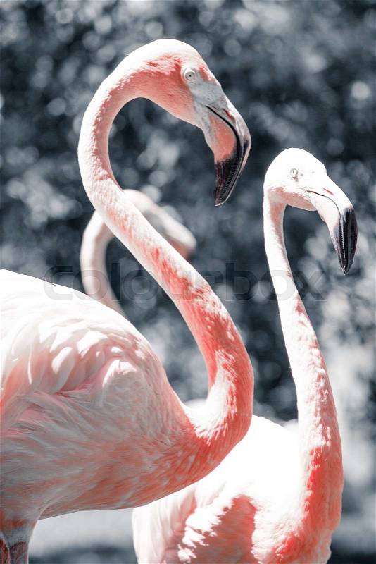 Pink flamingos against blurred background, stock photo