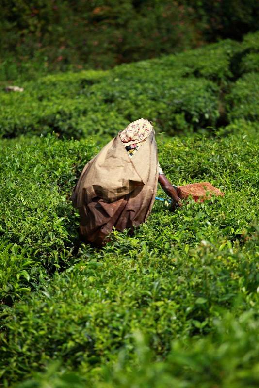 Woman picking tea leaves in a tea plantation, Munnar is best known as India\'s tea capital, stock photo