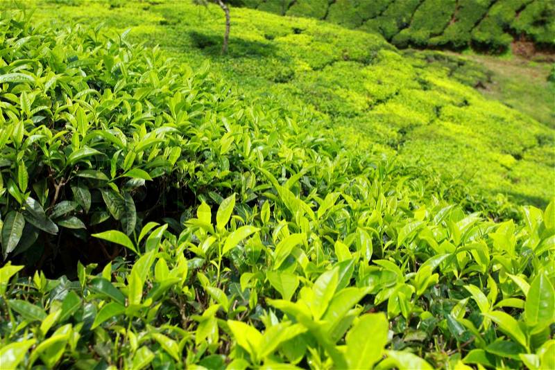 Landscape of green tea plantations. Munnar, Kerala, India, stock photo