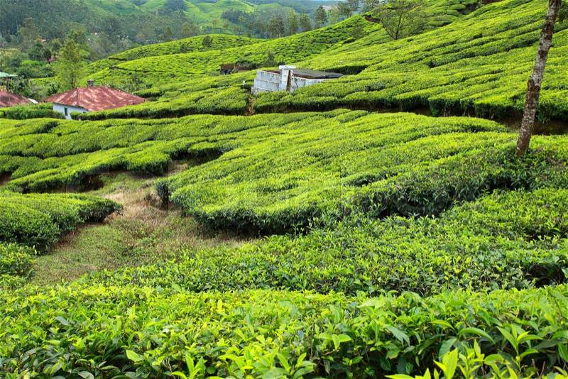 Landscape of green tea plantations. Munnar, Kerala, India, stock photo