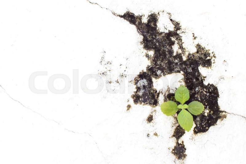 Little plant based on niche of white wall, stock photo