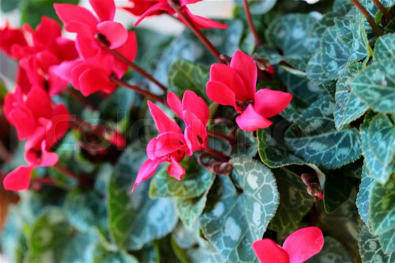 Red and pink cyclamen flowers for background, stock photo