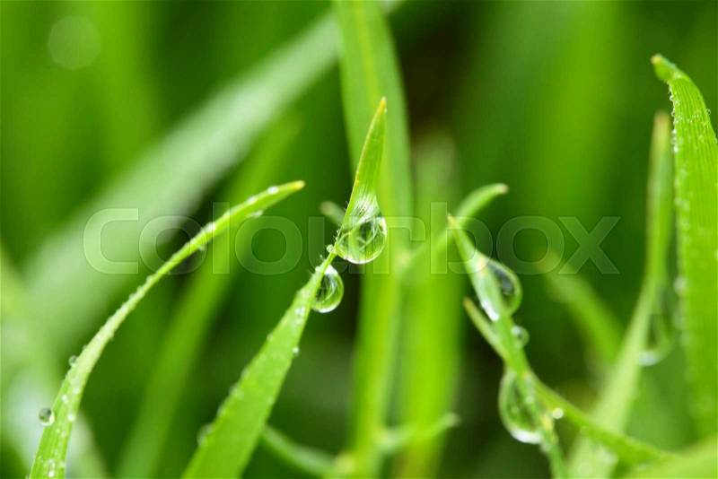 Fresh green wheat grass with drops dew / macro background, stock photo