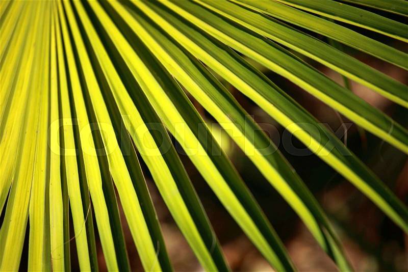 Green and bright palm leaves on blured background, stock photo