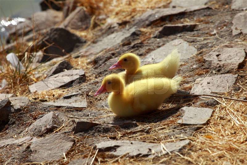 Mallard duck and baby ducklings , stock photo