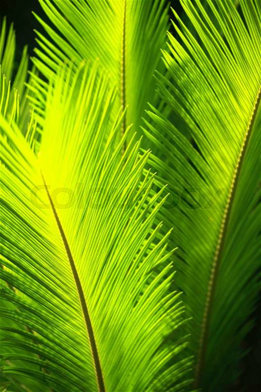 Green palm tree leaves in the wind, stock photo