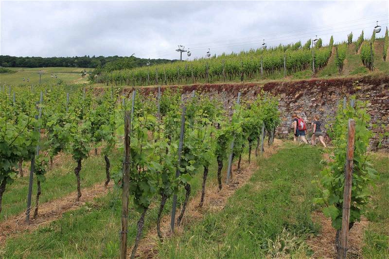 Vineyards, a wall and two walking ladies and at the background a cableway in Germany in spring, stock photo