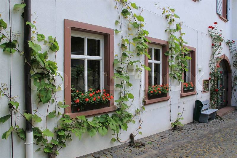 Couple of blooming green leaves of vine and blooming red roses against the wall of the house in Germany in spring, stock photo