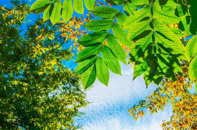 Beautiful colorful green leaves in the woods on a background of blue sky with clouds, stock photo
