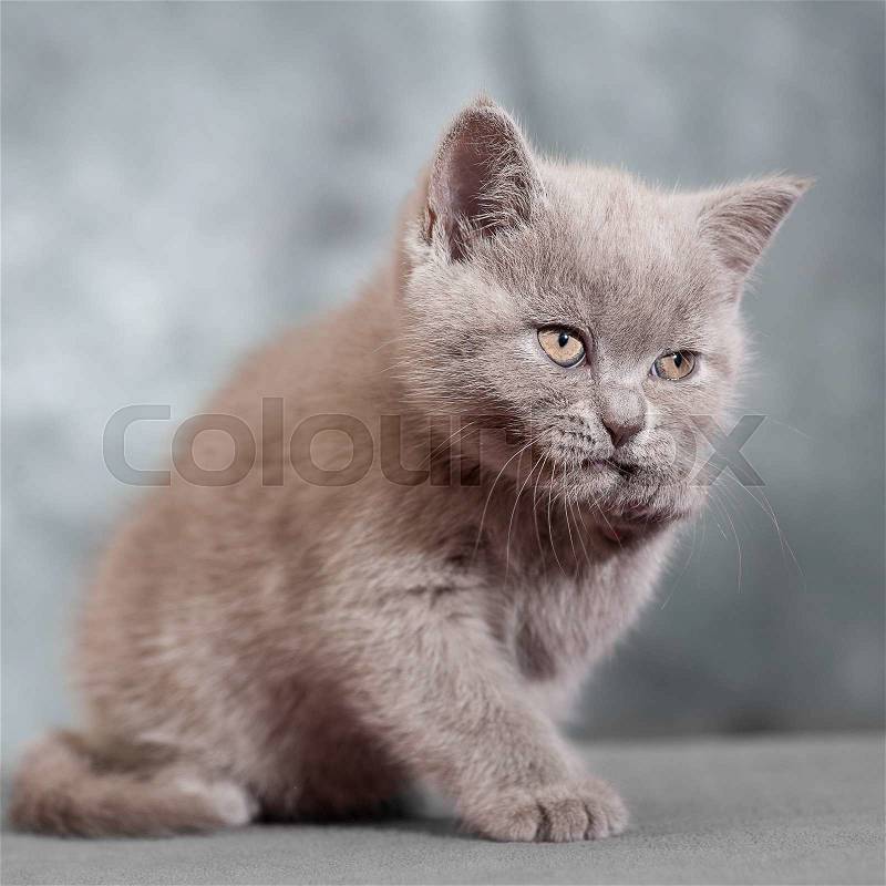 Scottish straight cat. Baby animal portrait, stock photo