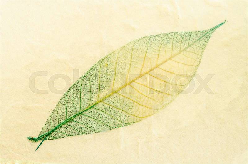 Natural paper structure made from dried leaves. recycle paper concept, stock photo