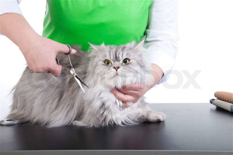 Master of grooming haircut makes gray Persian cat on the table for grooming on a white background, stock photo