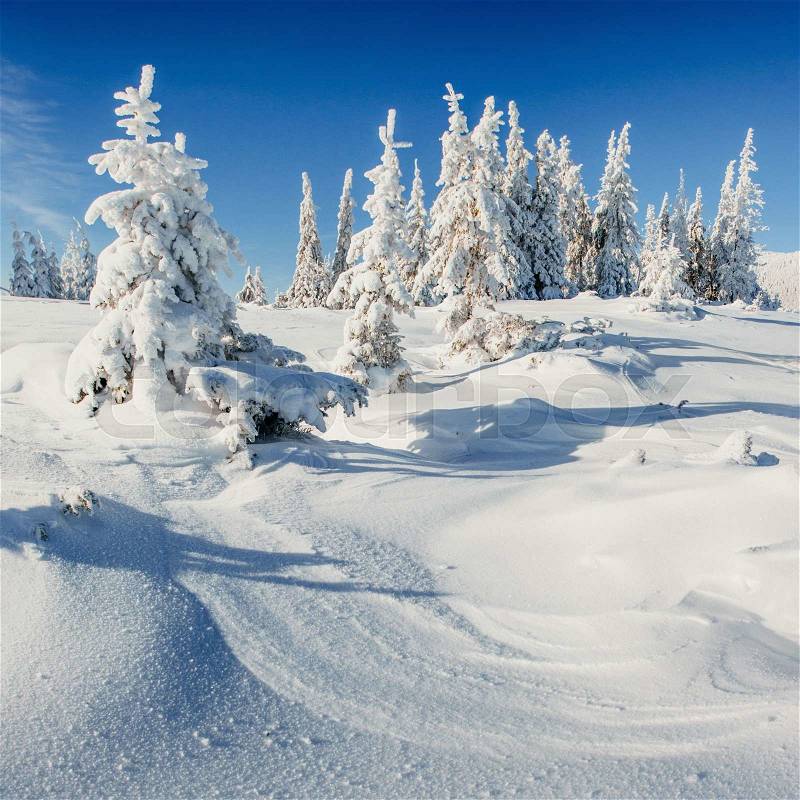 Winter landscape trees snowbound, stock photo
