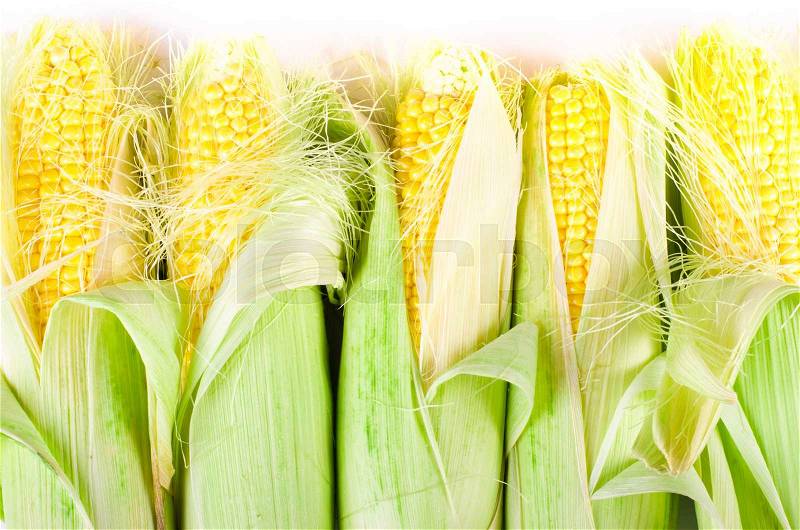 Ears of corn isolated on a white background. Frame, stock photo